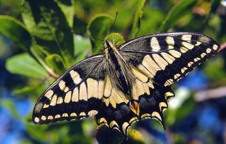 Borboleta-cauda-de-andorinha. Papilio machaon. (LAC)(JC)