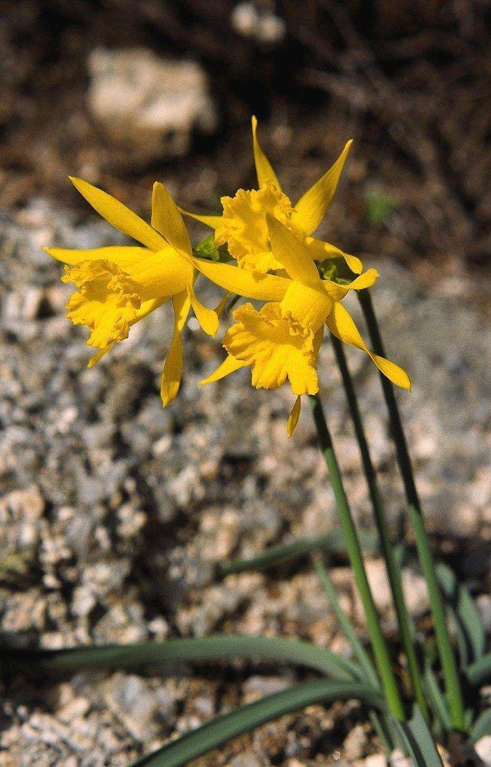 Narcissus asturiensis. (JC)