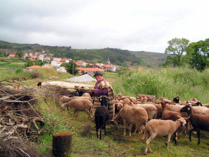 Pastor de Videmonte. Primavera. (LAC)