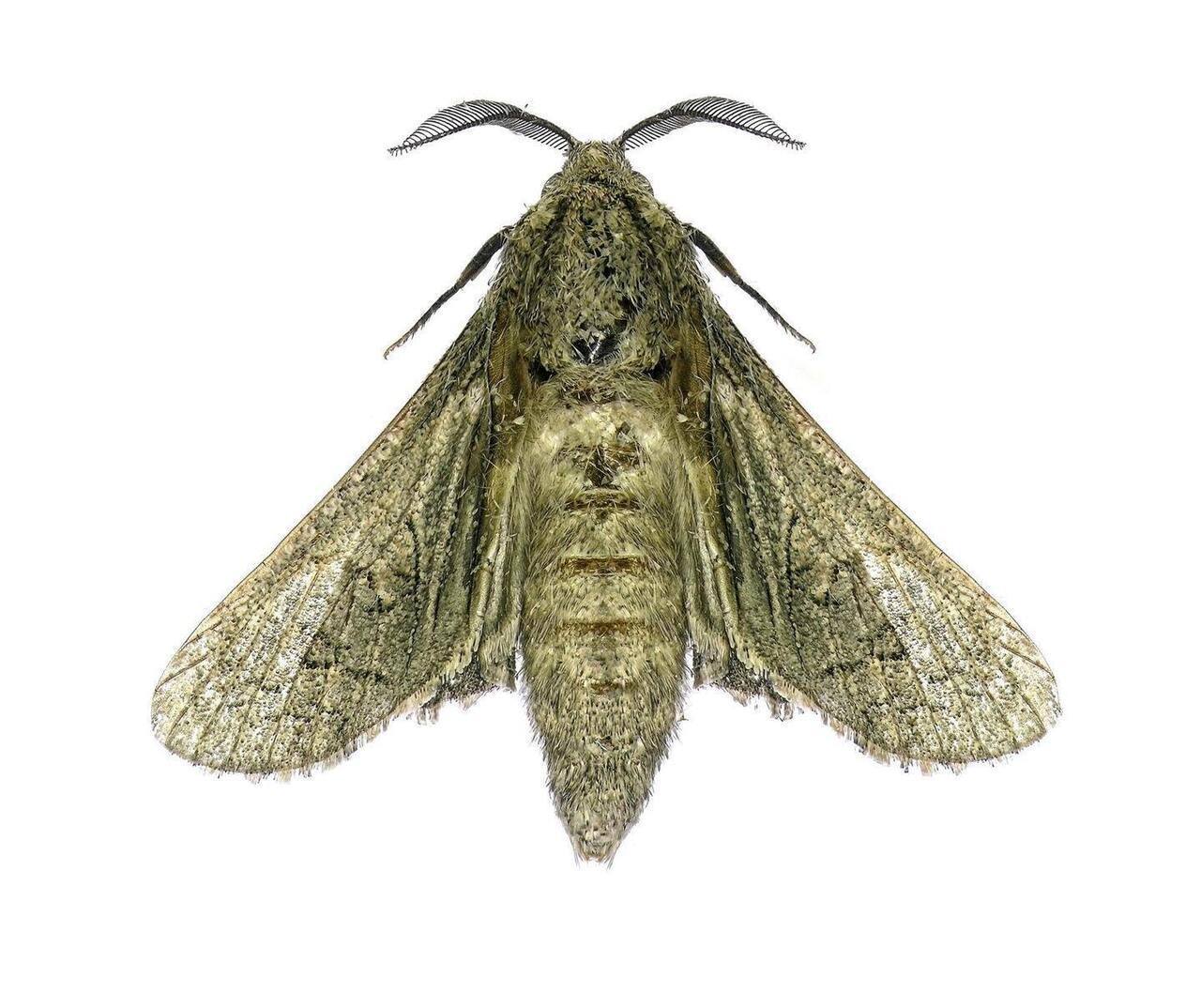 Que diferença há entre uma traça e uma borboleta?