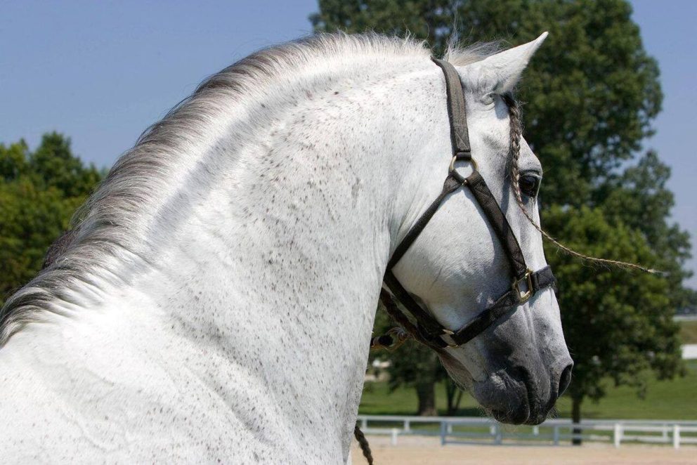 http://cavalos.mundoentrepatas.com/cavalos-andaluz.htm
