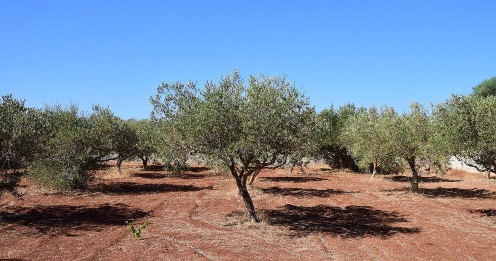 Oliveira