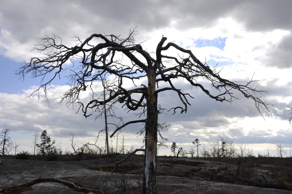 Tree 138563
