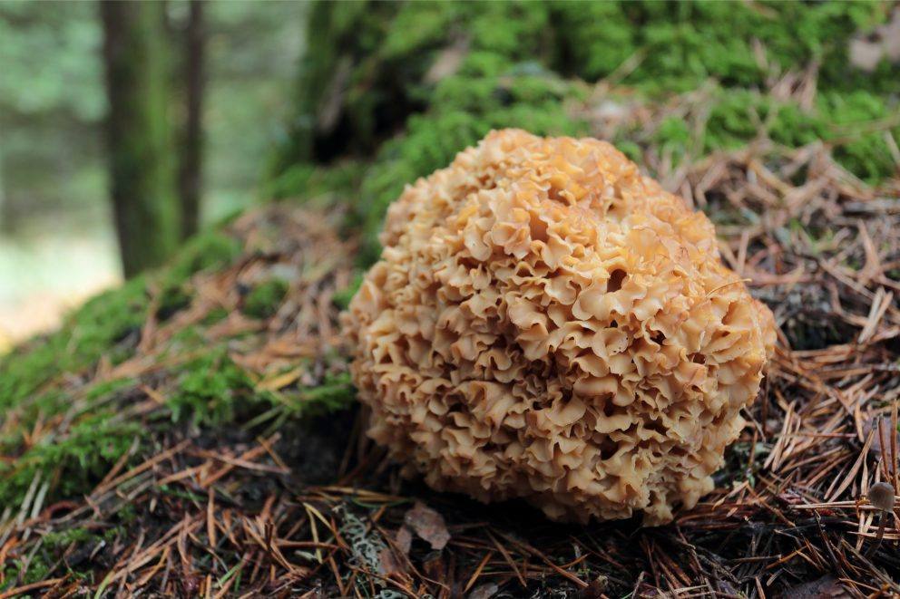 Sparassis Crispa @jose Conde