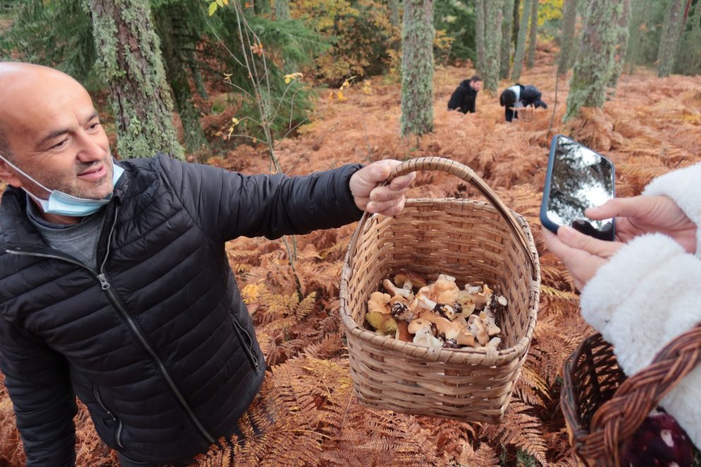 Cogumelos Serradaestrela