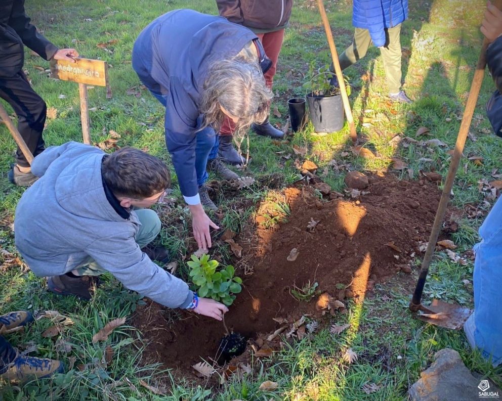 Sabugal Reflorestacao