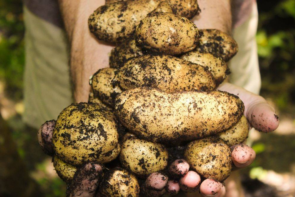 Batatas 1866415 1280