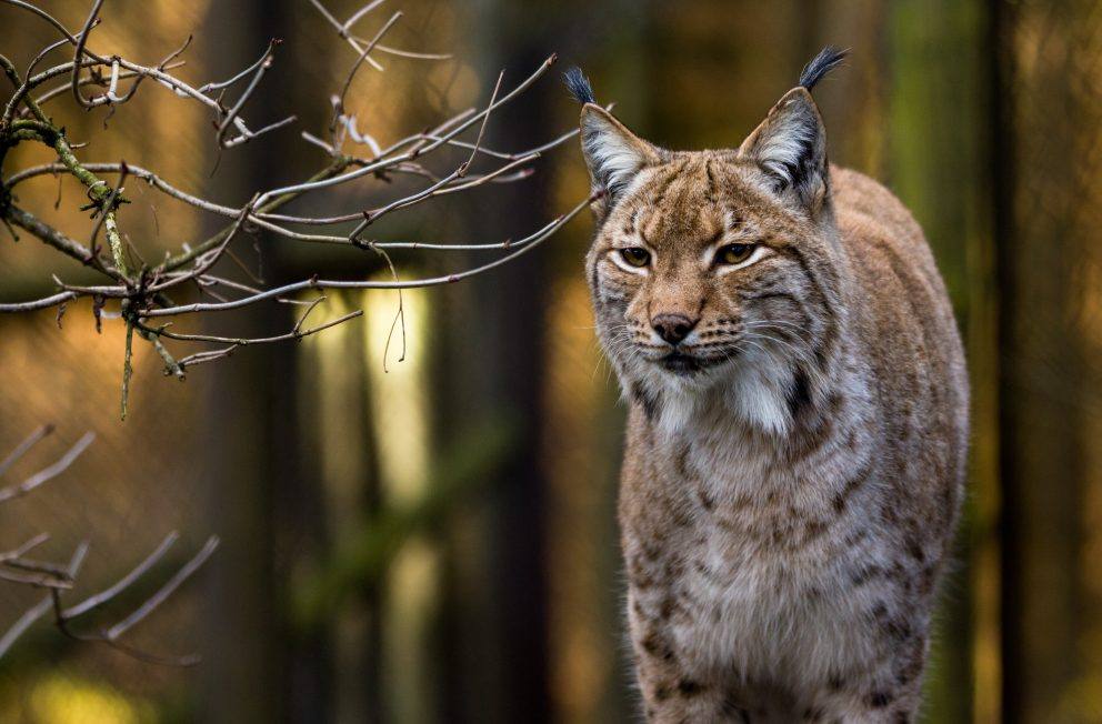 Lince