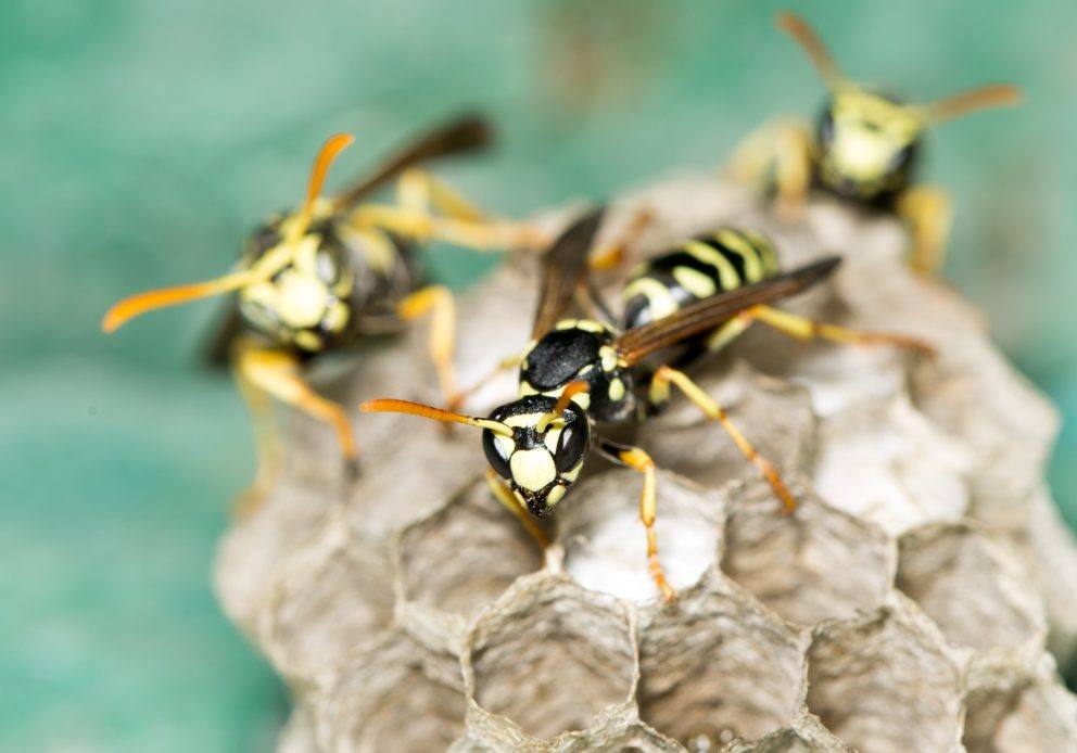 Vespa Asiatica
