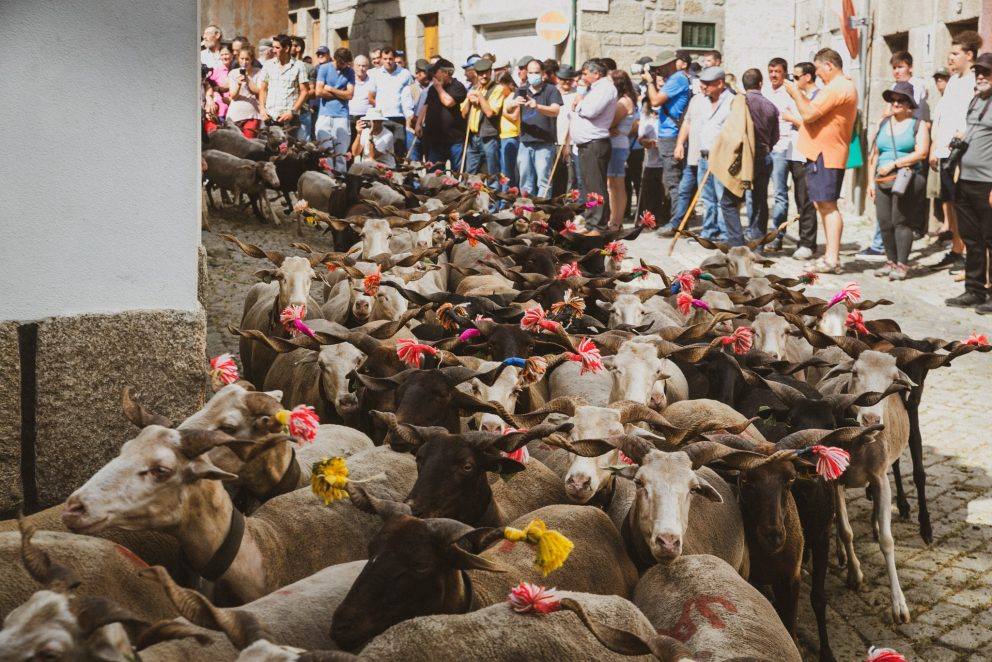 Arcozelo Transumancia