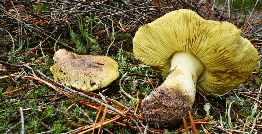 Miscaro Florestas.pt