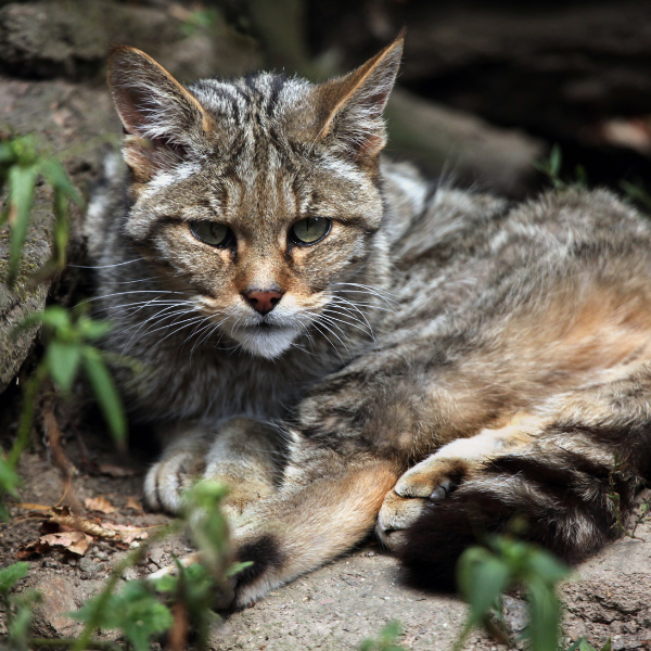 Gato Barvo Ligaproteçãonatureza