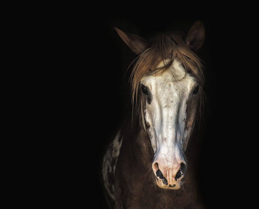 Horse 3198112 1280