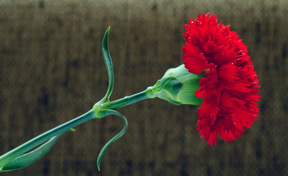 Cravo Shutterstock 100290050