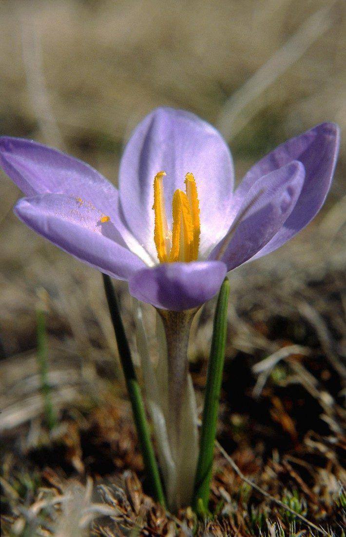Crocus carpetanus. (LAC)(JC)