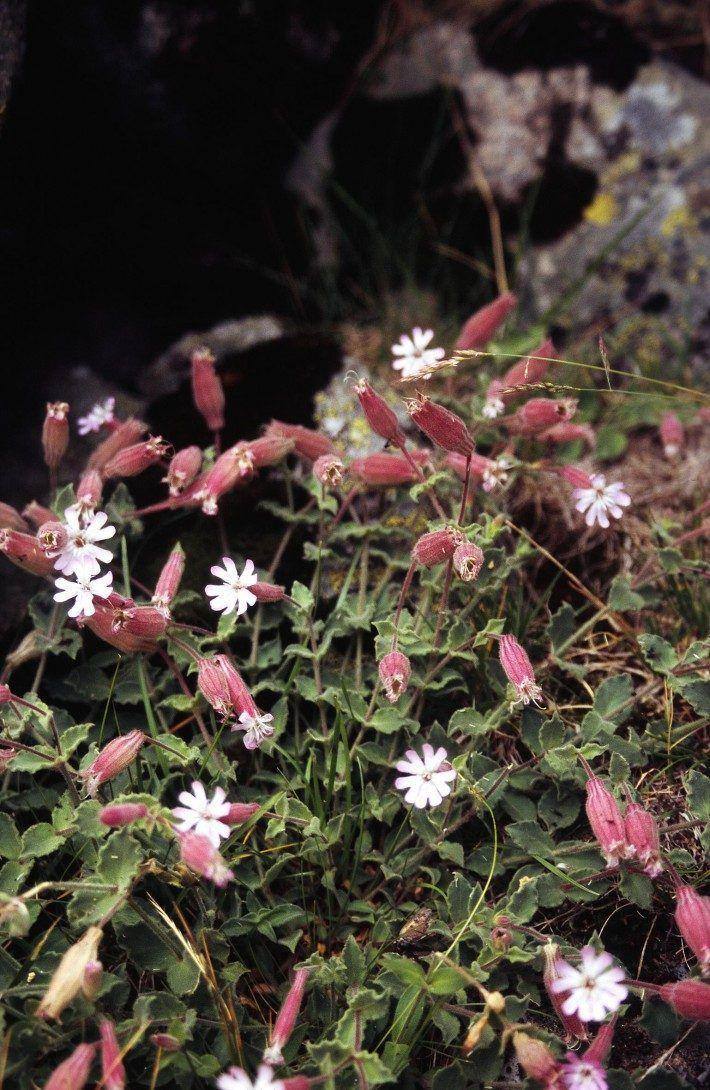 Silene foetida, subsp. foetida (LAC)(JC)