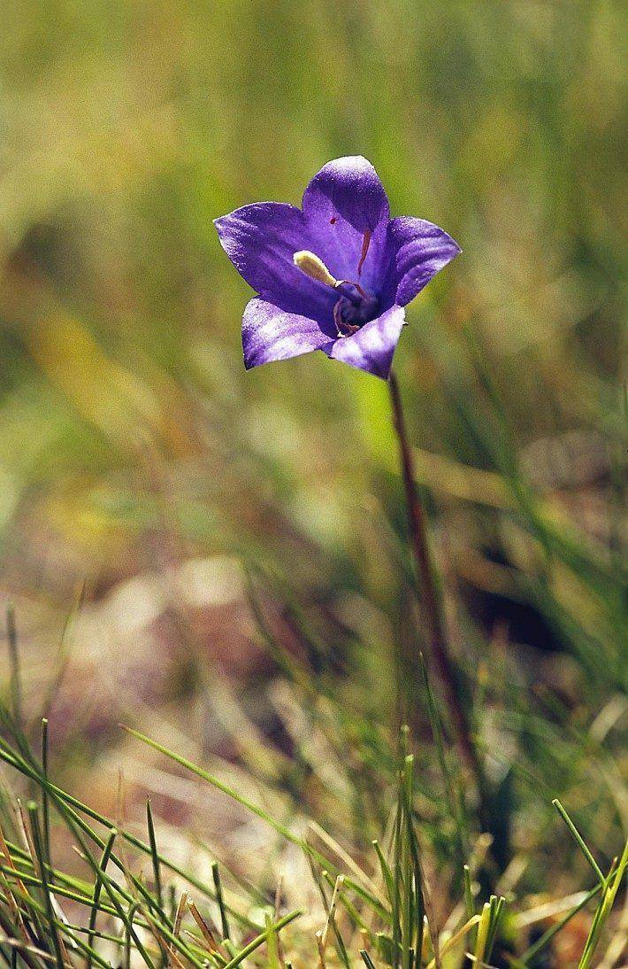 Campanula herminii. (LAC)(JC)