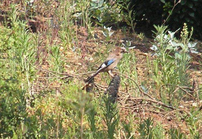 Gaio. Garrulus glandarius. (PR)
