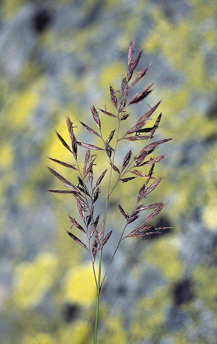 Festuca henriquesii. (LAC)(AF)