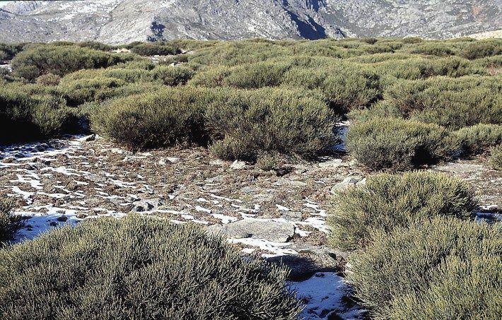 Alto da Pedrice, Piornal. (LAC)(JC)