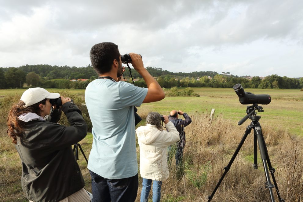 Birdwatching