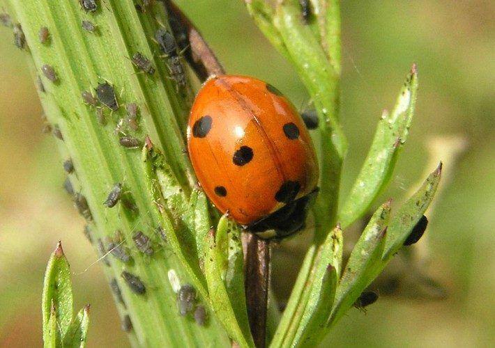 Joaninha-de-sete-pintas, Coccinella septempunctata, a devorar pulgões, Afideos. (LAC)(PR)
