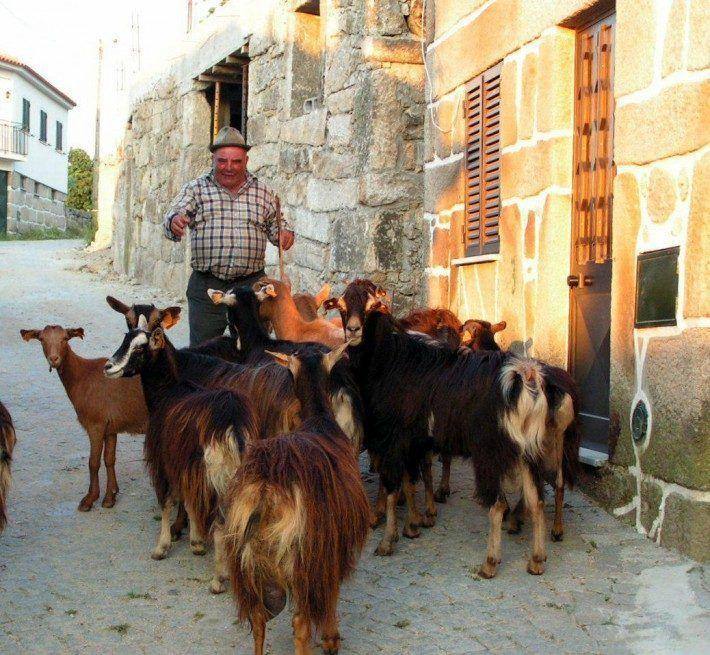Rebanho de cabras em Furtado. (LAC)