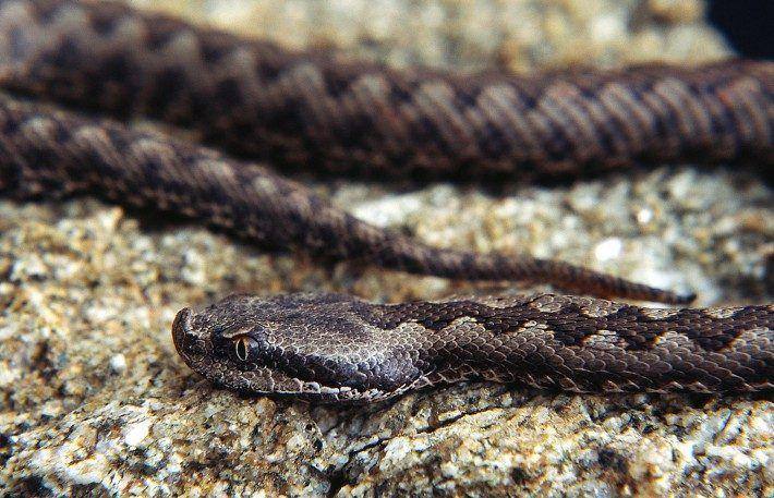Vipera latastei. Víbora-cornuda. (JC)