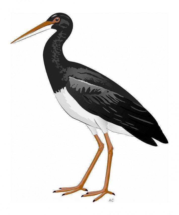 Cegonha-negra. (LAC)(AC)