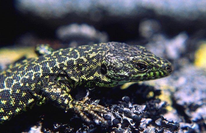 Lacerta monticola, macho adulto. (LAC)(JC)