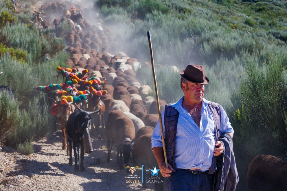 Rota da Transumância liga percursos pedestres e festas em dez concelhos