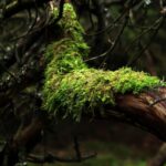 Musgo7881439 1280