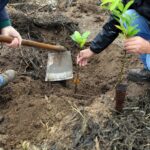 Reflorestacao Munguarda