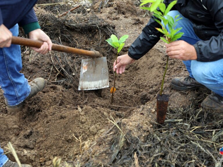Reflorestacao Munguarda