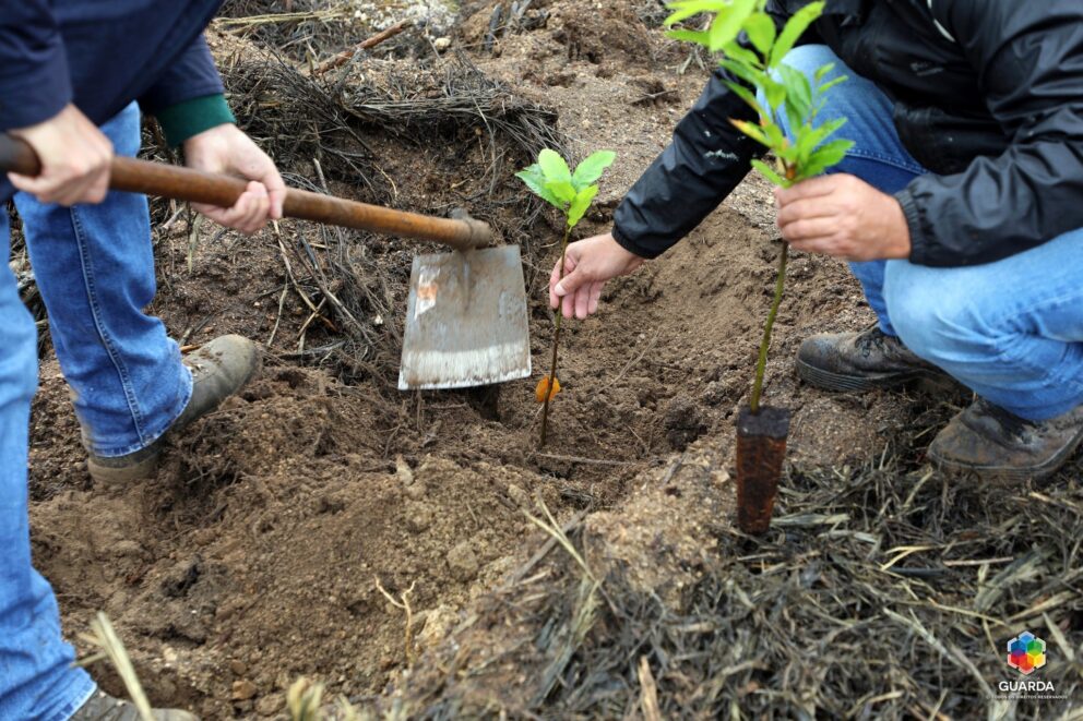 Reflorestacao Munguarda
