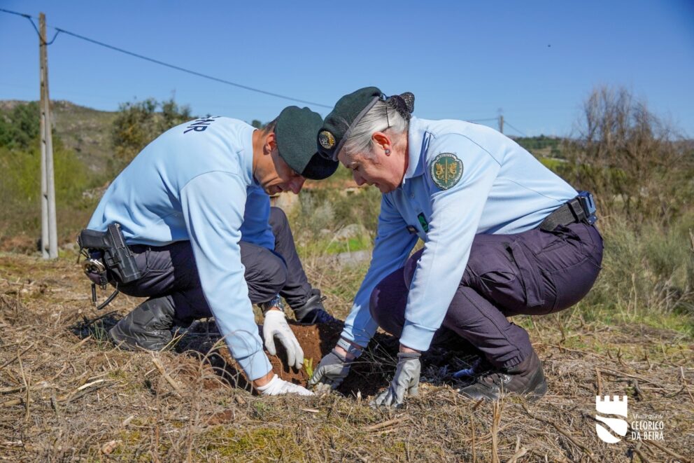 Dia Da Floresta E Da Arvore 33