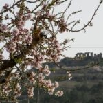 Rainha Da Amendoeira Em Flor (1)