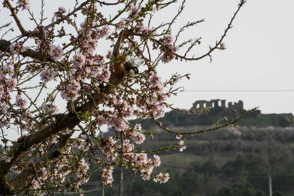 Rainha Da Amendoeira Em Flor (1)