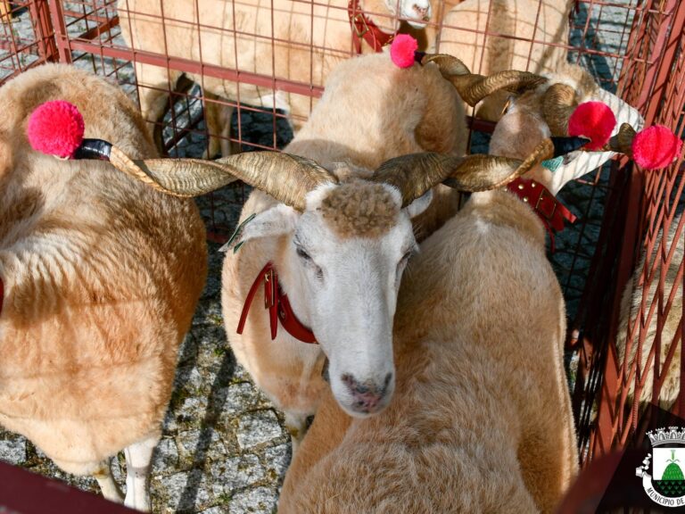 V Feira do Mundo Rural regressa à Mêda com dois dias dedicados às tradições, agricultura e pastorícia